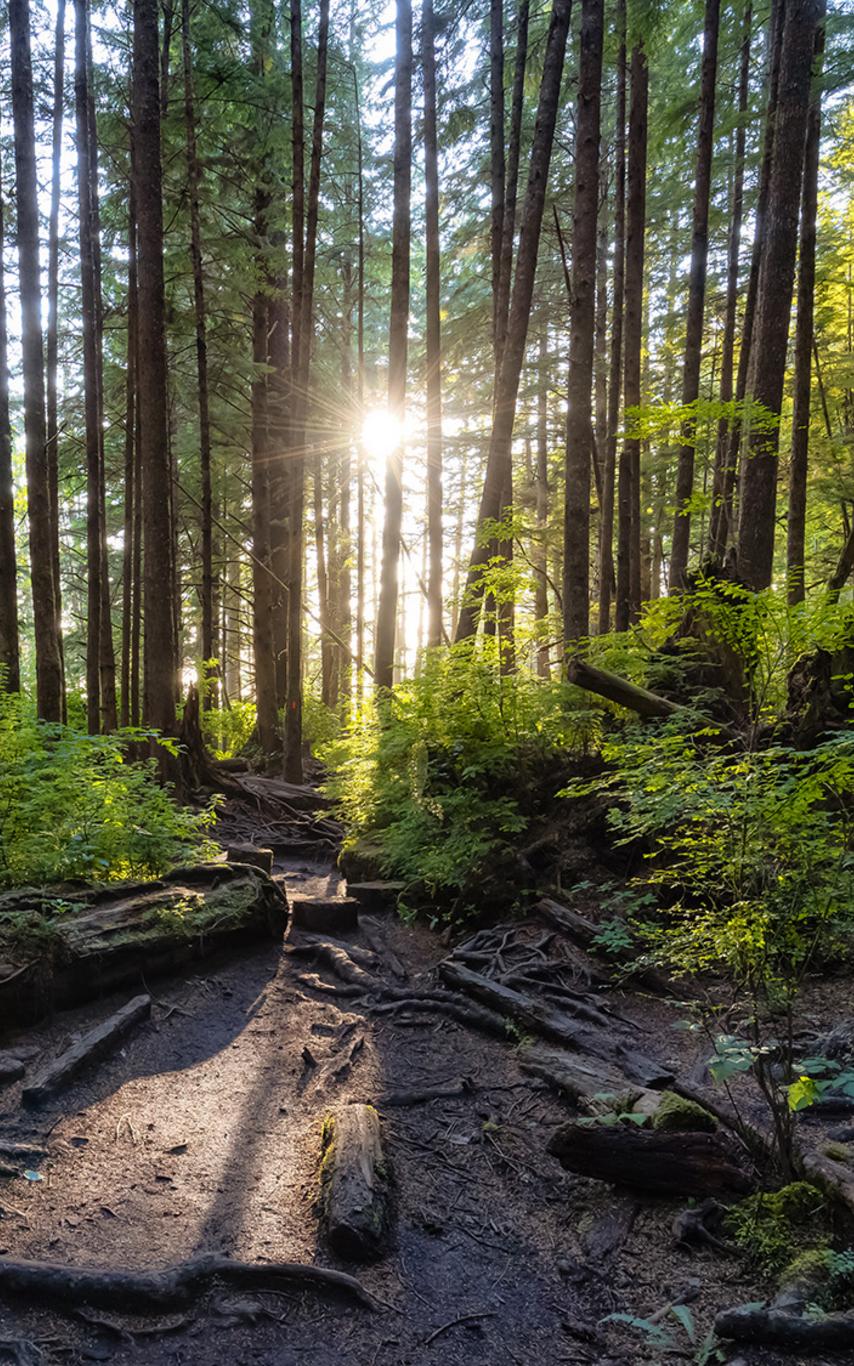 Green forest path with sunlight filtering in.