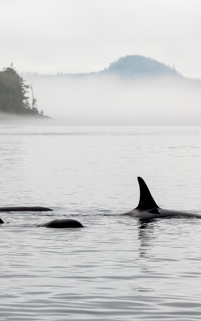 Orcas swimming along a foggy coastline.